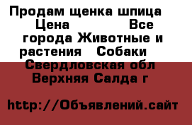 Продам щенка шпица.  › Цена ­ 15 000 - Все города Животные и растения » Собаки   . Свердловская обл.,Верхняя Салда г.